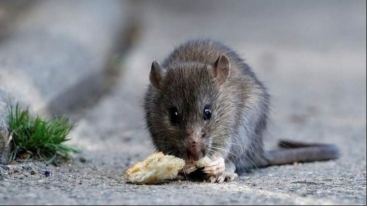 Una invasión de 3 millones de ratas azota Nueva York.