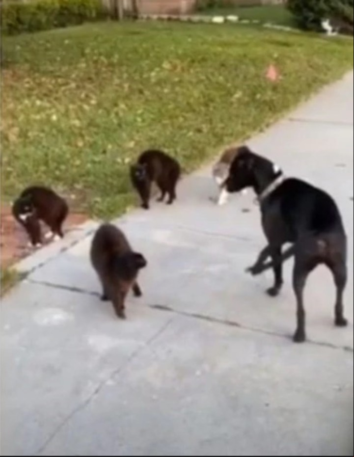 El can, a pesar de sentir temor por esos animales desde el comienzo, se acercó a ellos.