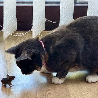 Encantadora imagen: la historia de Stuart Little se dio en la vida real
