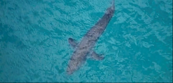 Por qué están aumentando las muertes por ataques de tiburón en Australia