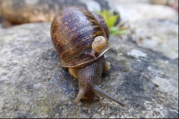 La increíble historia real de Jeremy, el caracol zurdo al que se le buscó pareja por todo el mundo