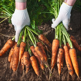 Calendario de siembra: qué plantar en invierno en la huerta del balcón