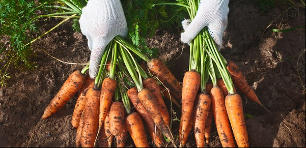 Calendario de siembra: qué plantar en invierno en la huerta del balcón