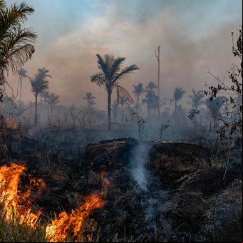 Amazonía 4.0. Cómo reinventar la selva tropical