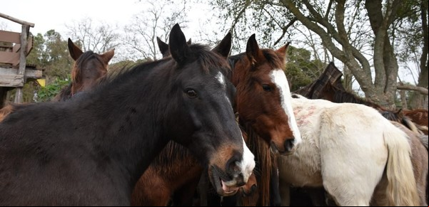 El sueño del caballo propio: buscan familias que puedan adoptar a cientos de rescatados