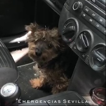 Dejó encerrado en el auto a su perro, que soportó un calor de más de 50 grados
