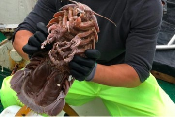Hallaron en las profundidades del océano una "cucaracha marina" gigante