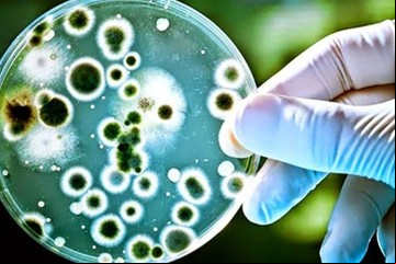 Sorprendente: encontraron más de 30 mil virus desconocidos escondidos en el ADN de los microbios