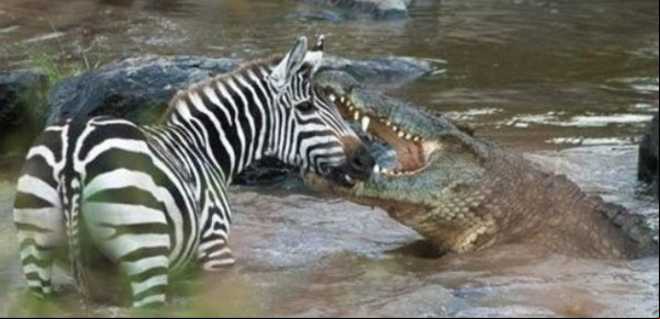 Un cocodrilo atrapó a una cebra en medio del río pero el final es inesperado