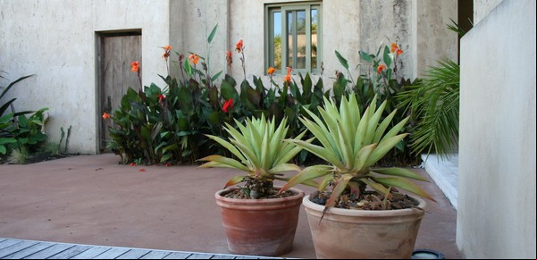 Cómo elegir la planta más adecuada para cada lugar del jardín