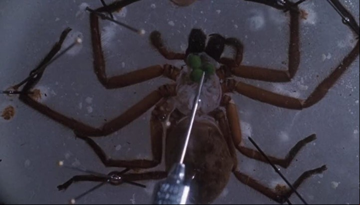 Película "Aracnofobia"