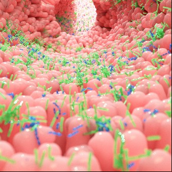 Microbiota intestinal: destacan el fuerte vínculo con la dieta y su impacto en la salud