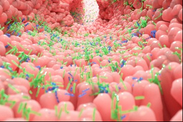 Microbiota intestinal: destacan el fuerte vínculo con la dieta y su impacto en la salud