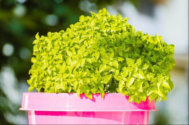 La huerta orgánica o agroecológica requiere trabajo y el trabajo lleva tiempo: con un par de horas a la semana suele alcanzar. Foto: Shutterstock.