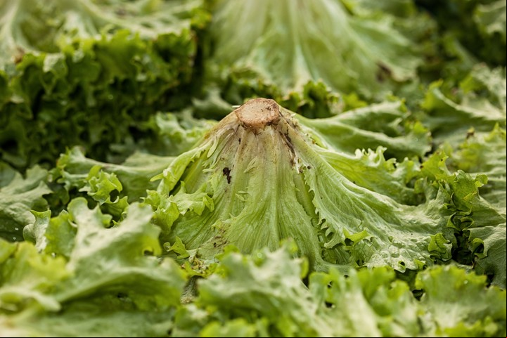 Acelga, rúcula, lechuga, verdeo apara sumar verde. Foto: Shutterstock.