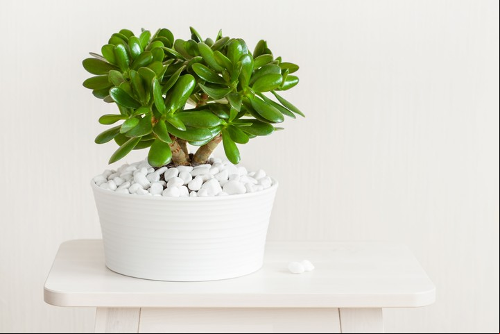La planta de jade (crassula ovata), de fácil cuidado que irradia un Qi próspero y benéfico. Foto: Shutterstock.
