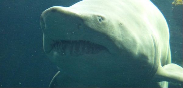 Una mujer fue devorada por un tiburón toro mientras buceaba con su familia