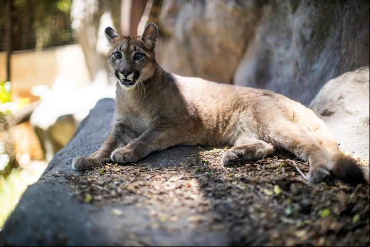 La puma Lola Limón es amigable con el ser humano.