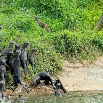 En primera fila: una familia de nutrias cruzó un río para ver la pelea entre dos lagartos