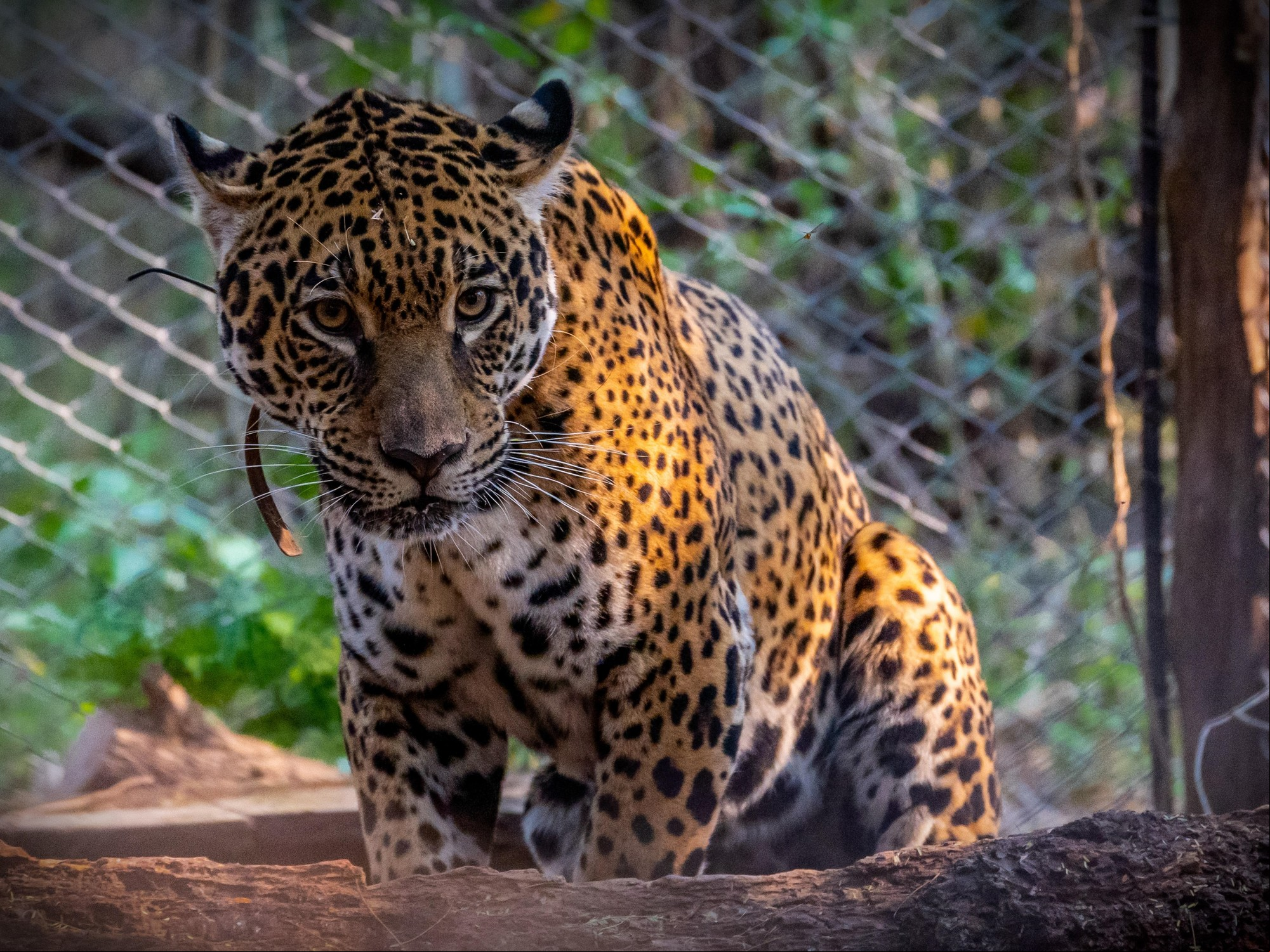 Tania, una hembra jaguar nacida en cautividad mientras descansa en el Parque Nacional El Impenetrable. Foto: EFE /B Matias Rebak
