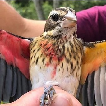 Un pájaro único en el mundo: en su mitad derecha es macho y en la izquierda es hembra