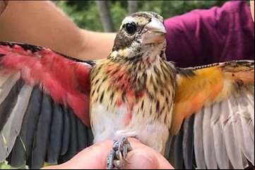 Un pájaro único en el mundo: en su mitad derecha es macho y en la izquierda es hembra