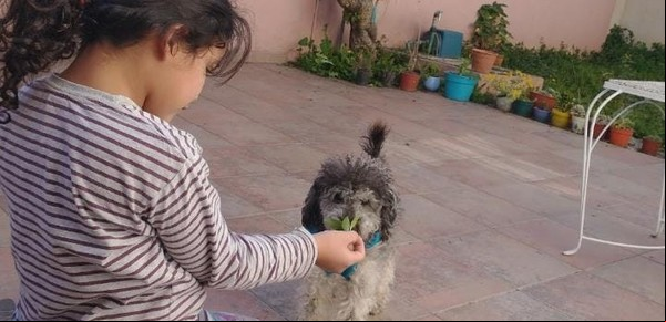 Esteban Echeverría: el emotivo reencuentro entre Martina, una nena con epilepsia, y su perro terapéutico que se había perdido