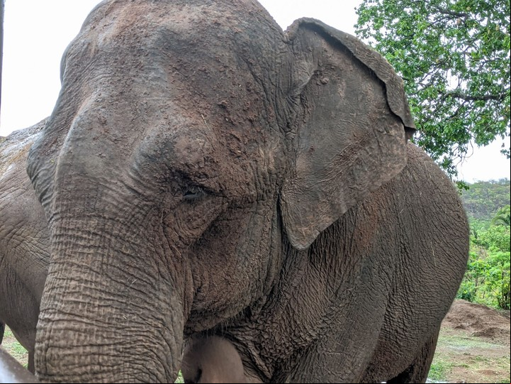 La elefanta Mara continúa su vida en el santuario de Brasil. Foto Global Sanctuary for Elephants