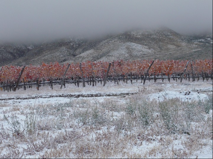 Viñedo Altura Máxima, de la bodega Colomé, en Payogasta, Valles Calchaquíes, Salta. Allí a 3.111 metros se elabora el malbec más alto del mundo. Foto Archivo Clarín