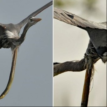 Una anguila atravesó la garganta de una garza en pleno vuelo tras haber sido devorada