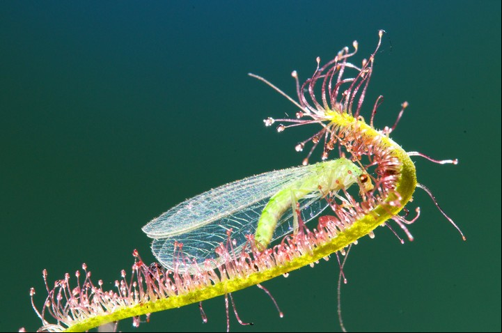 La gran mayoría de plantas carnívoras comen insectos de todo tipo Foto: ilustración Shutterstock.