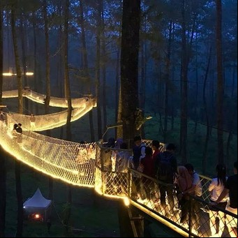 Un increíble "puente de luz" en medio de un bosque de orquídeas