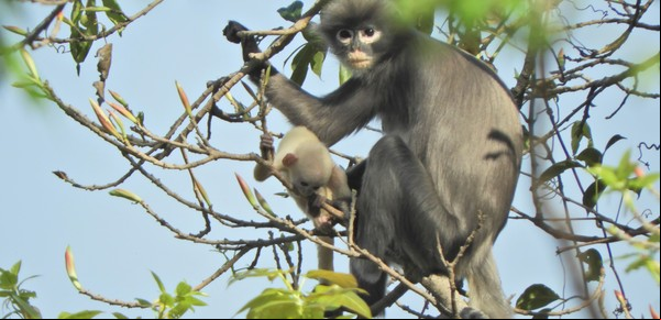 Descubren una nueva especie de primate, pero ya está en peligro de extinción