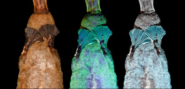Preguntar otra vez: ¿Qué es una especie?