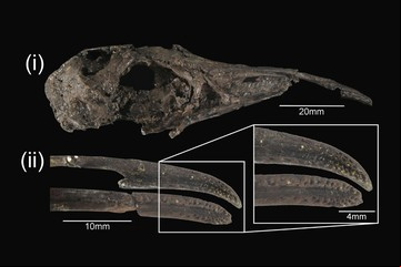 El tacto remoto, un superpoder de las aves que se remonta a la era de los dinosaurios