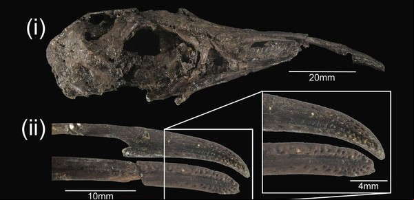 El tacto remoto, un superpoder de las aves que se remonta a la era de los dinosaurios