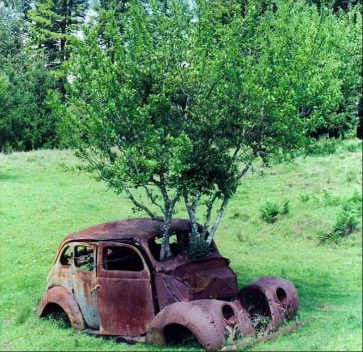 El árbol en el coche abandonado (Twitter).