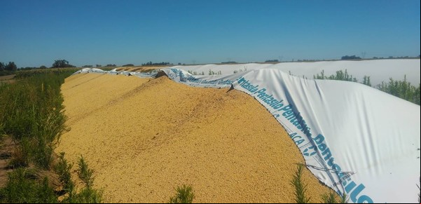 En una semana rompieron diez silobolsas cerca de San Antonio de Areco