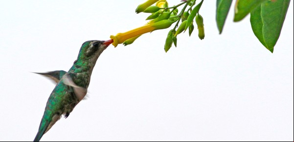 Palán palán o los viajes menos calculados de la flora