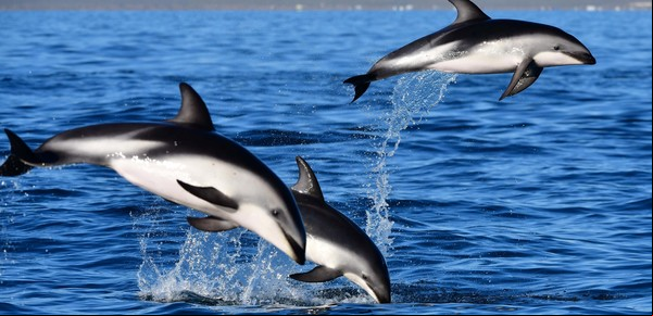 Delfines en peligro: descubren una nueva enfermedad mortal generada por el cambio climático