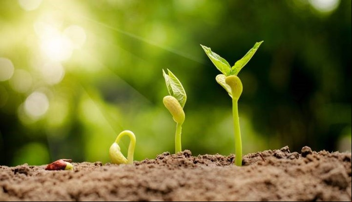 Es posible hacer germinar un limonero en menos de 30 días usando un método casero. Foto: Freepik.