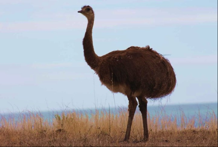 El choique es un ñandú pequeño de la Patagonia. Foto: Madryn Travel