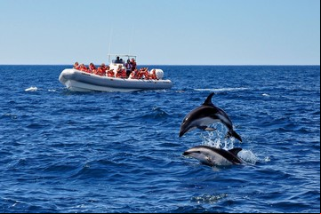 Un viaje a la espectacular fauna de la costa de Chubut en verano
