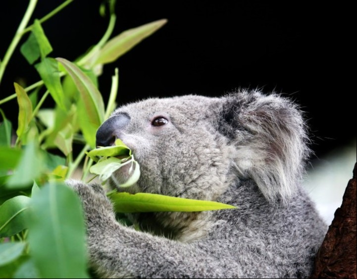 Los koalas pueden llegar a consumir hasta un kilo de hojas de eucalipto por día. Foto: