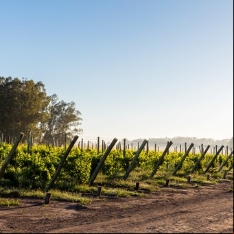 De Uribelarrea a Tandil, una escapada a las bodegas bonaerenses