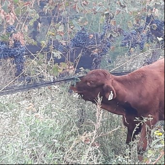 Cansado por el bajo precio que recibe, un productor decidió darle las uvas como comida a los animales