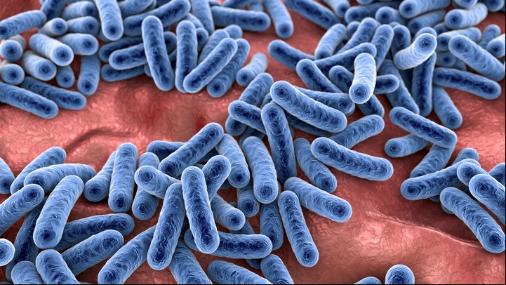Las bacterias de la microbiota intestinal cumplen un rol clave. Foto Shutterstock.