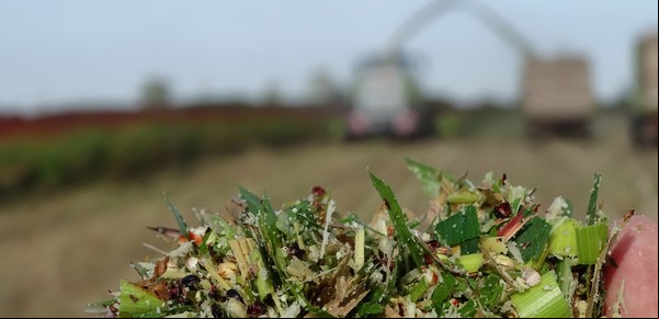 Forrajes: la producción de carne y leche busca subirse al ascensor tecnológico