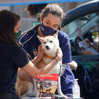 Rusia anuncia el registro de la primera vacuna contra el coronavirus para animales