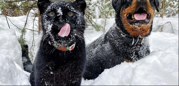 Video: la entrañable amistad de una pantera negra y un rottweiler